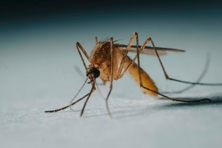 Exame de Dengue: Qual Pedir em Cada Dia? 4 Testes Explicados