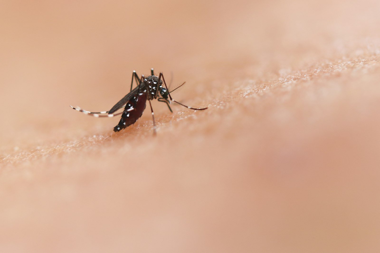 Mosquito pousado na pele humana, transmissor da dengue